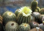 Eriocactus warrassii.jpg